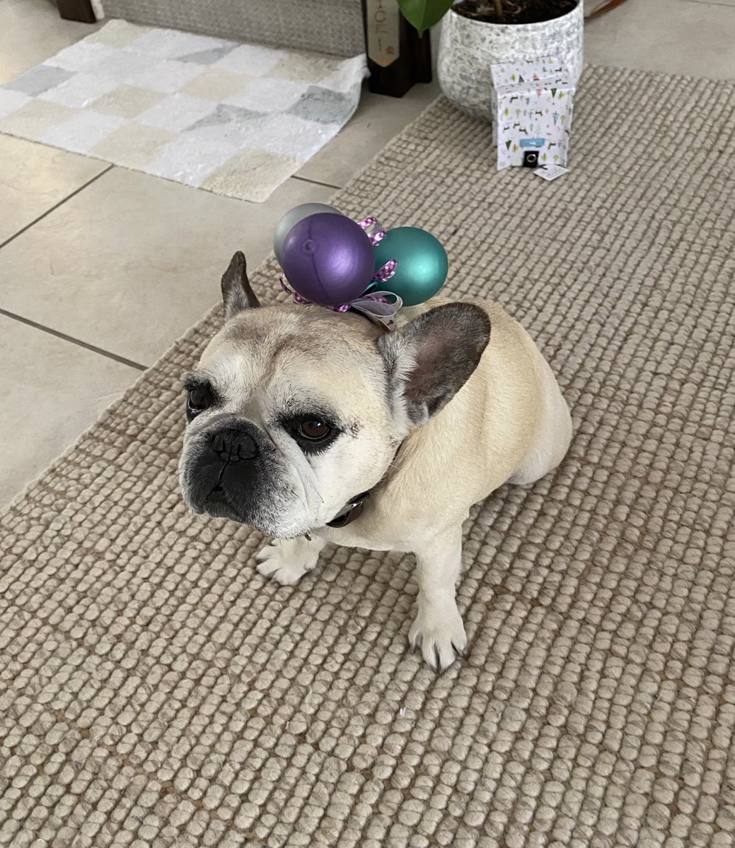 If we’re lucky, we will be reborn many times in our lifetime.
#HAPPYEASTER 💚💛🤍💜💗
#thegiftoflife #HappySunday #lifewithfrenchies #Sugar #thesweetlife #thelittlethings #Hope #monkeylife #zoolife #frenchies #furbabies #thebestestgirl