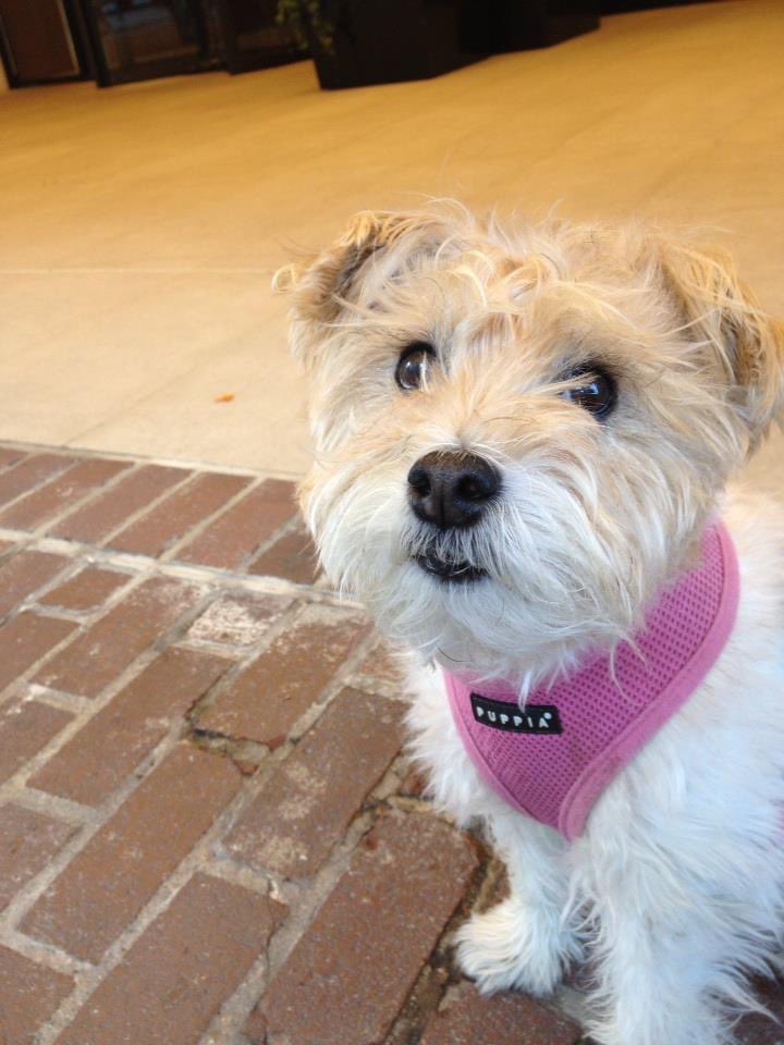 Cricket the Wonder Dog popped up in memories. 10 yrs ago. She was the ruler of the Upper East Side. Having taken many cab rides, she was convinced any cab pulling to the curb was for her. Here in front of our building, she was ready to for her Spring Spa Day #Dogs #DogsOfNYC