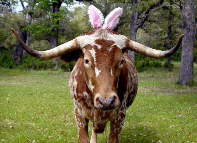 joeywa_44's tweet photo. FINAL BOOK

@TexasBaseball 8/12/0
@KStateBSB 2/6/0
WP: @charliehurley21 
LP: Wentworth

Story:
UT Ps: solid, limiting damage
#2OutKnocks-7 Rs w/2 outs
#UmpShow: Ejections of DP &amp; EK🤬
DC 3/5
Brown HR

Thx for following; see y'all tomorrow

#HookEm🤘🏼🐂⚾️ 
@HornSports 
#HappyEaster https://t.co/NxWvC1ilks