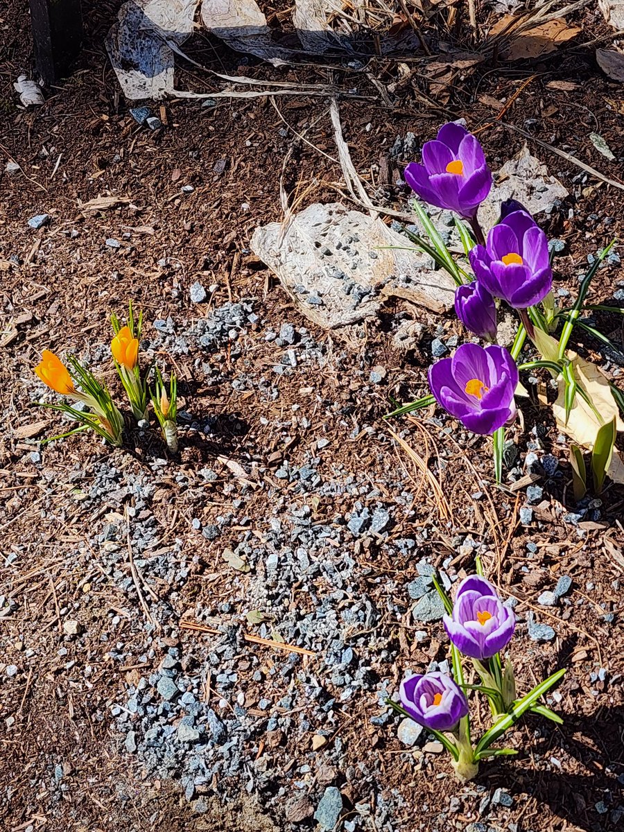 TimBoyle_RMS's tweet image. Images of spring...love it.