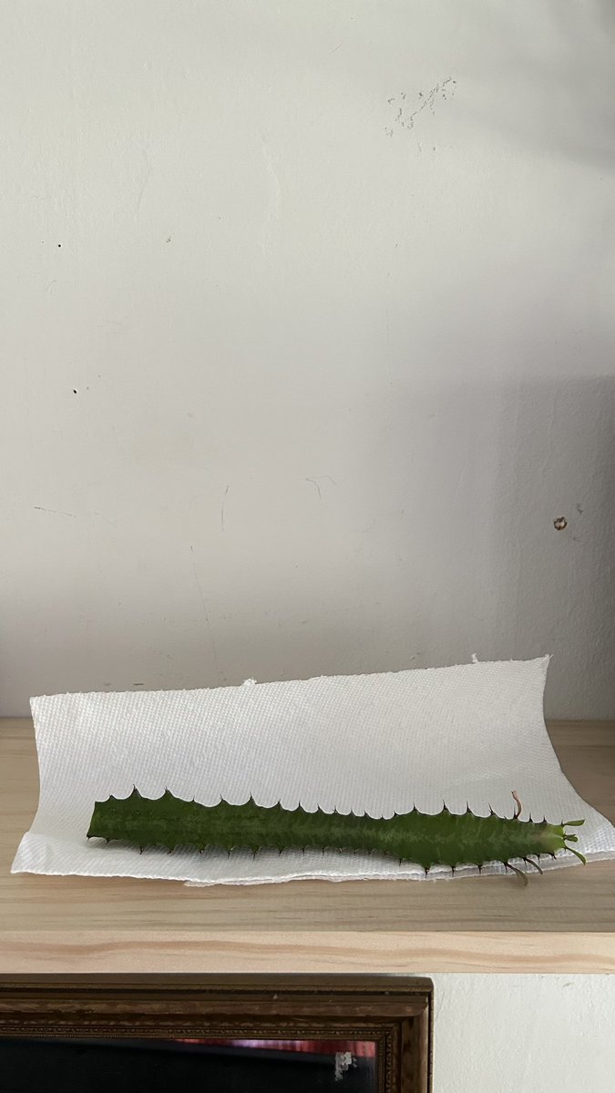 bigevilbug's tweet image. 