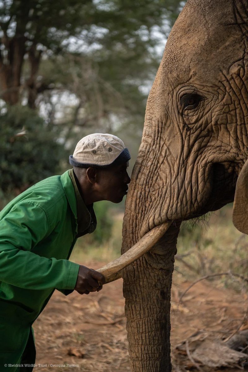 Murera is an orphan but still grew up knowing the love of a family. Keepers like Adan raised her as their own; now it’s her turn to raise a calf. As Murera begins this new chapter of motherhood, we’ll continue to support her each step of the way, just as we have these past 11 yrs
