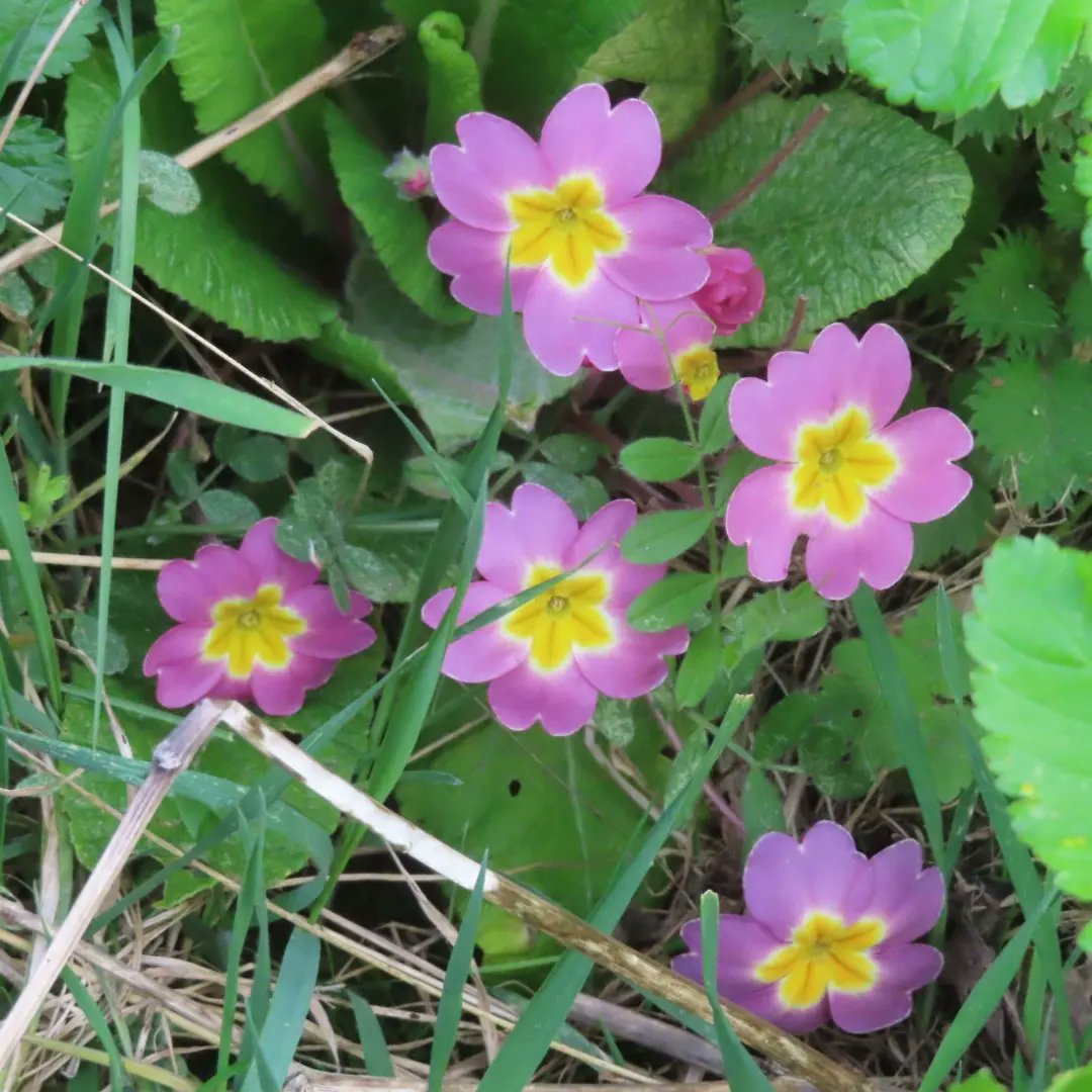 Kit D 💎😷🇺🇦 #BusyLivingWithMets tweet media