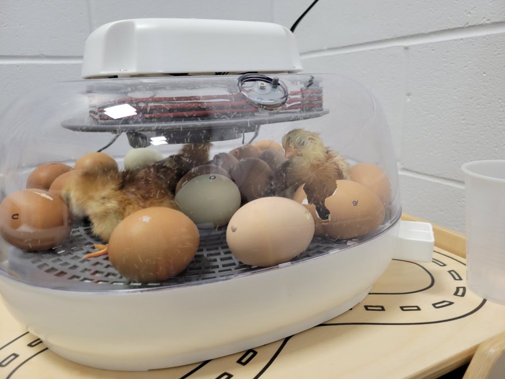 busy_librarian's tweet image. Cannot wait for our KES Panthers to come to school Tuesday and see these sweet baby chicks! They were born today, on Easter! #kyleesrocks