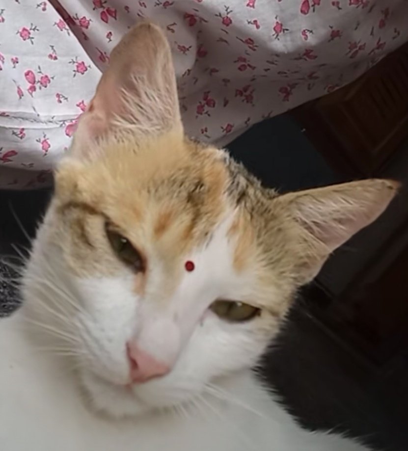 Sandhya Singh tweet media