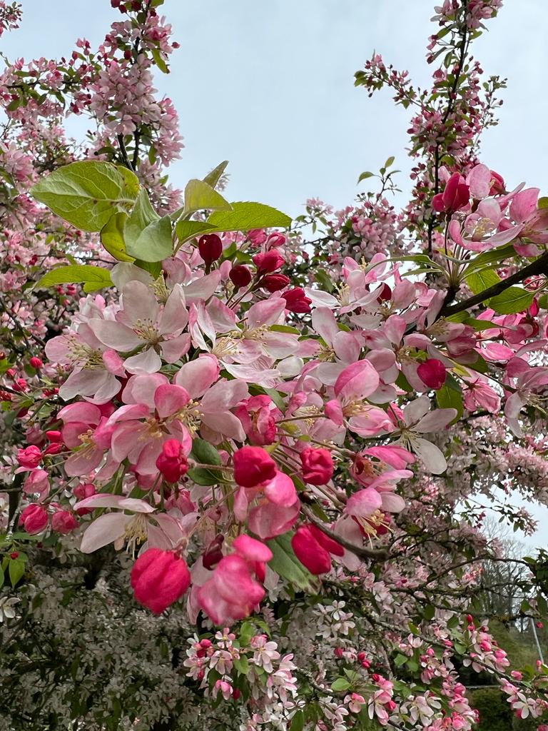 SkrzelaZych's tweet photo. Spring Bloom ๐ท Beautiful Easter Decoration ๐ Happy Easter Everyone #Easter #EasterSunday #EasterSunday2023 #EasterBlessing #EasterDay #springtime #bloom #Flowers #NaturePhotography #NatureBeauty #Nature #SOMERSET #Glastonbury #reflection #Traditions #Mindfulness https://t.co/klwqBurpAr