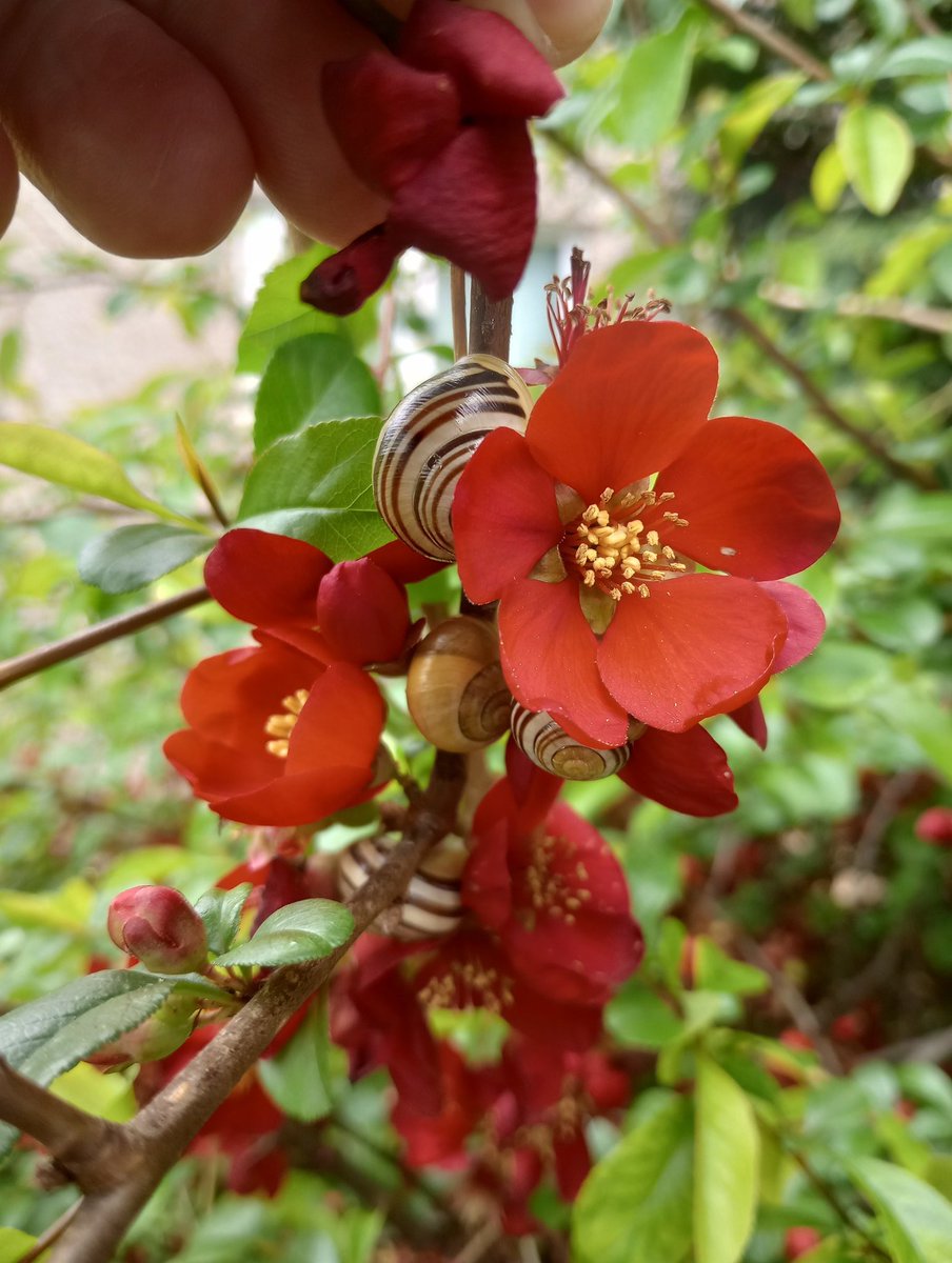 SkrzelaZych's tweet photo. Spring Bloom ๐ท Beautiful Easter Decoration ๐ Happy Easter Everyone #Easter #EasterSunday #EasterSunday2023 #EasterBlessing #EasterDay #springtime #bloom #Flowers #NaturePhotography #NatureBeauty #Nature #SOMERSET #Glastonbury #reflection #Traditions #Mindfulness https://t.co/klwqBurpAr