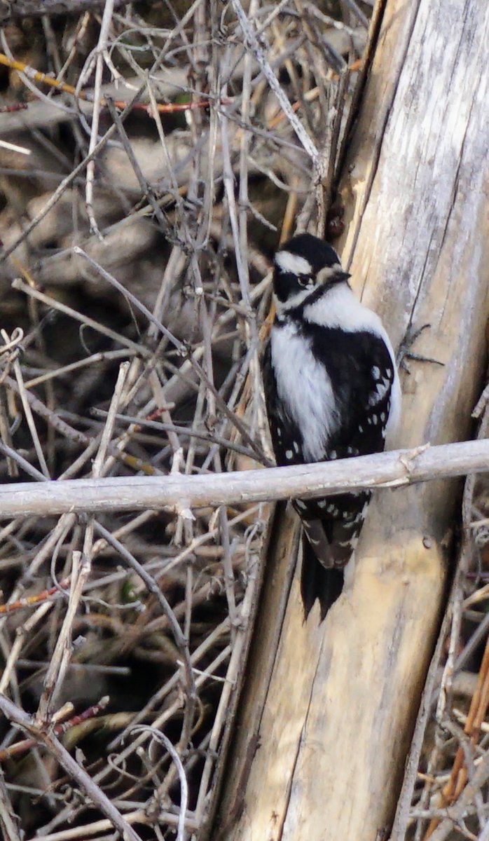 exploremore2022's tweet image. Hairy Woodpecker  Picoides villosus  Woodpecker Family  Habitat: Coniferous and broadleaf forests #antelopeislandbirds #funphoto #nature #OutdoorsPhotography #Spring2023 #woodpecker

outdoorslore.com/?p=839