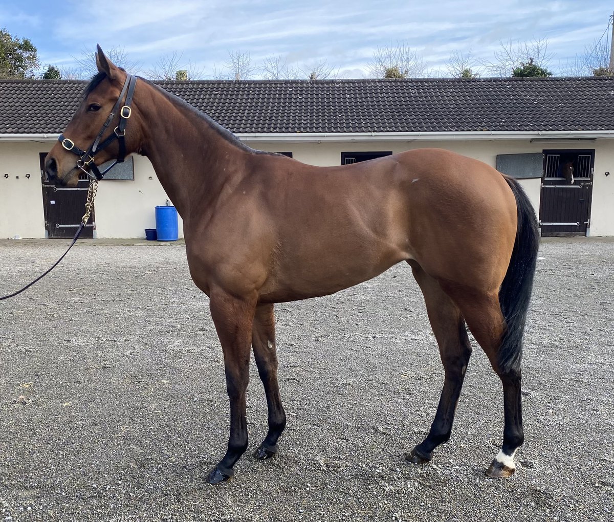 bloodstockdavis's tweet photo. Another addition to our two year old team ✅

We hope to secure more fast horses at the upcoming breeze up sales which begin in just 8 days…

We are fortunate to have already made a number of private purchases and will be adding more in the coming weeks 🚀

Get in touch 📞✉️ https://t.co/BZbum53fJO