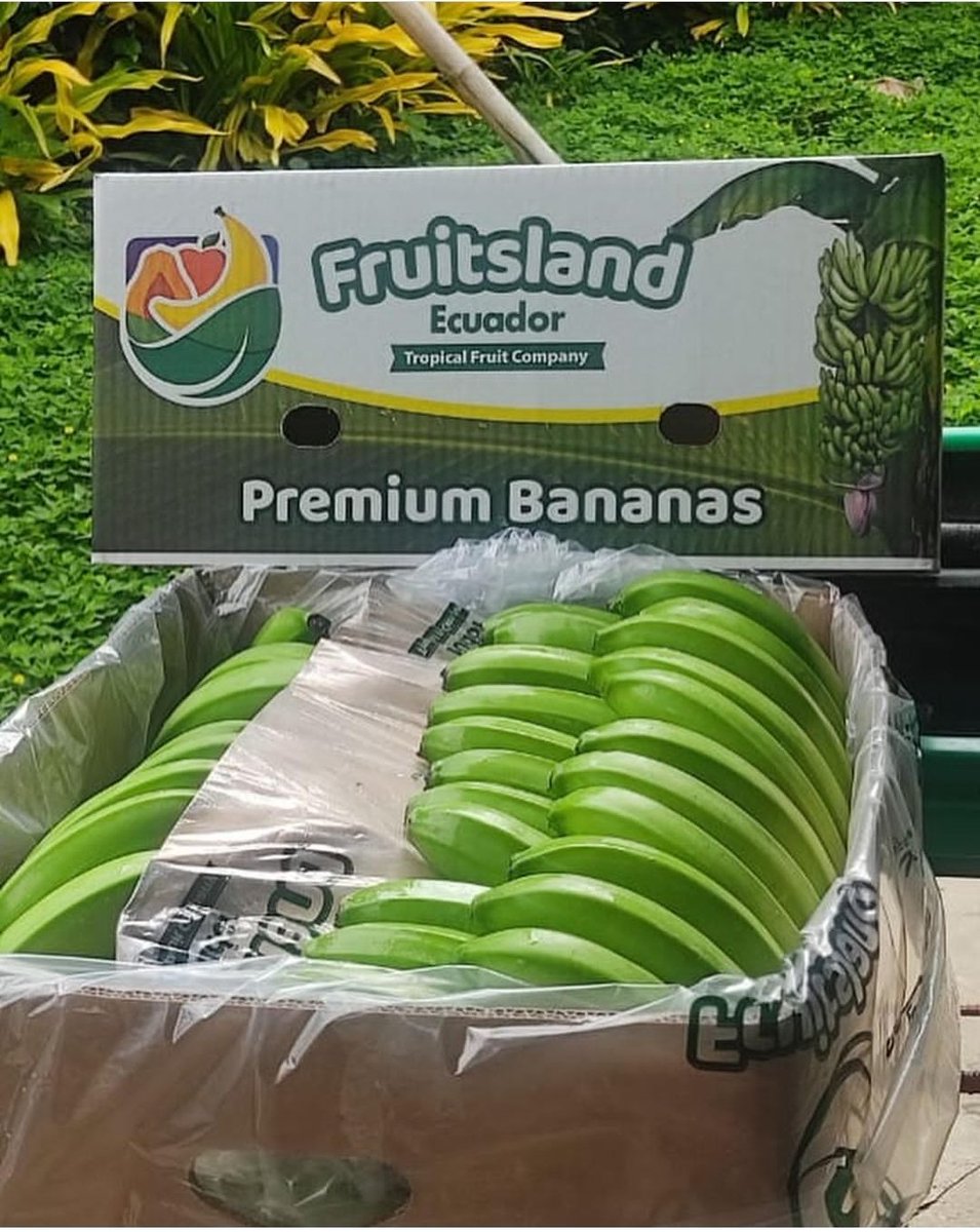 ترخیص تخصصی موز سبز 🌐بازرگانی پرنون