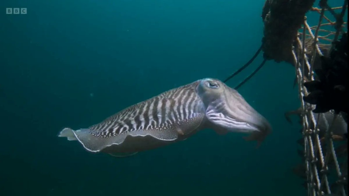 cuttle_cons's tweet image. We're very glad to see #cuttlefish on @BBCOne #WildIsles, especially when their conservation is discussed!

Cuttlefish fishing can be sustainable, but when cuttlefish are removed from the population before they have a chance to reproduce, then the species is at risk of collapse.