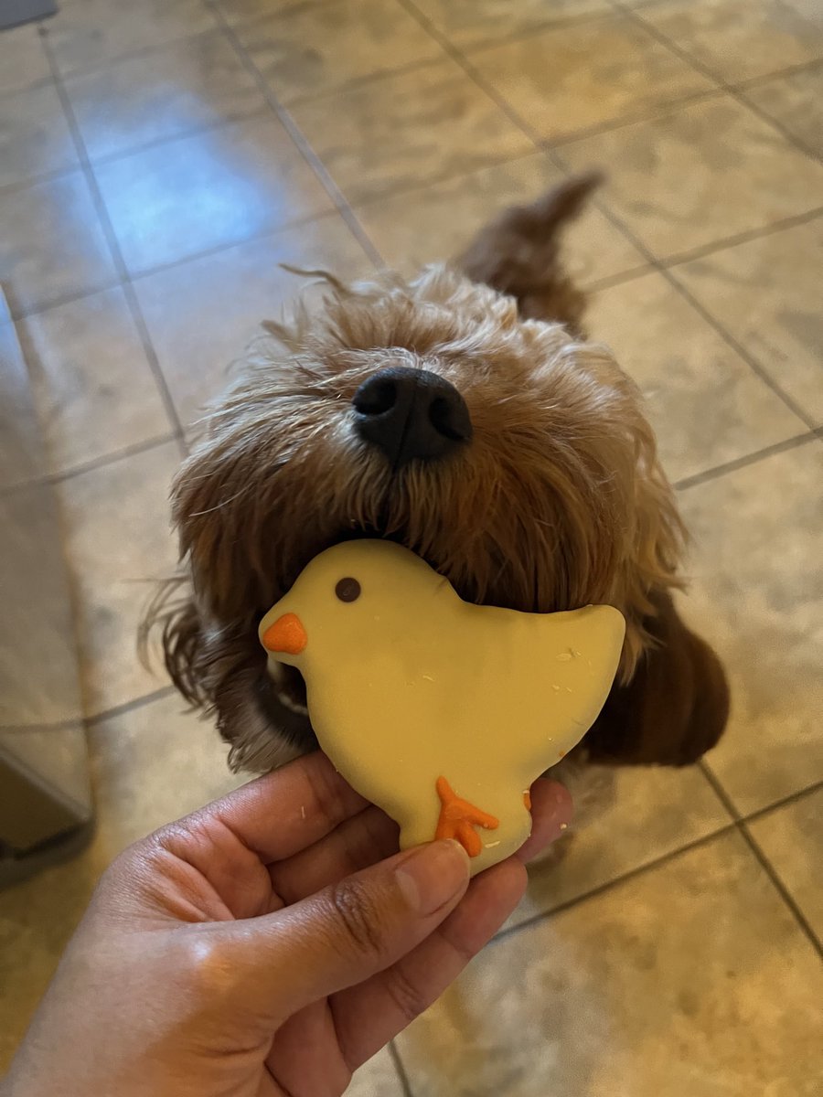 CavapooLuca's tweet photo. Happy Sunday 🐣 Friends ❤️ #chick #easter # cookie #LucaThecavapoo https://t.co/2dlJ8FeTZx