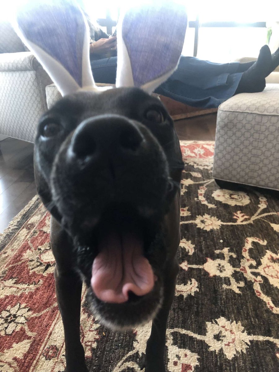Devonswildlife1's tweet photo. Happy Easter from Pepper! https://t.co/WswtlcEMfY