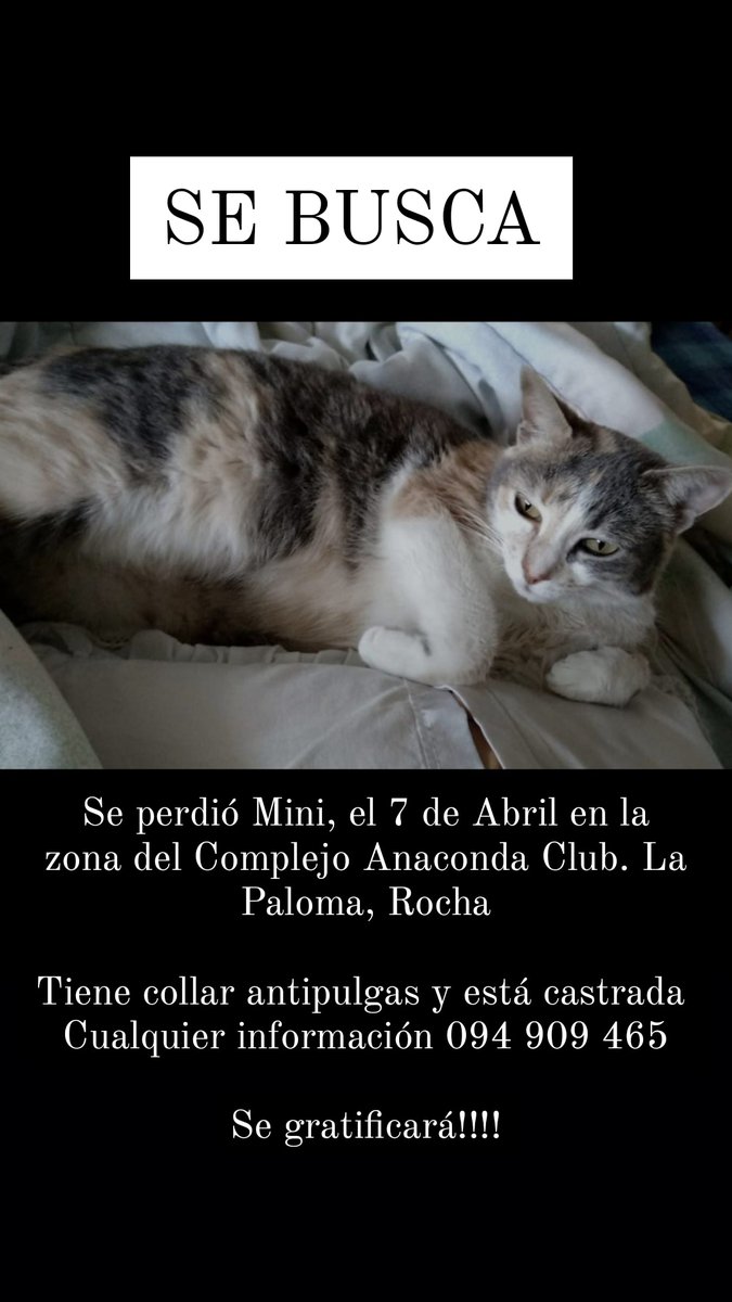 tatiigarzab's tweet photo. Es de una amiga, se perdió en La Paloma. En la foto están todos los datos. Agradezco RT 😭🤜🤛 https://t.co/vY3cuPkoH9
