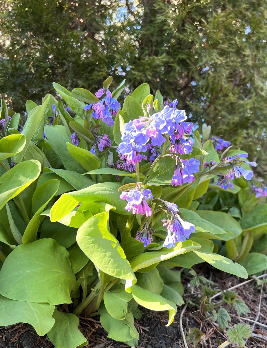 #FlowerReport Indigo Blue bells