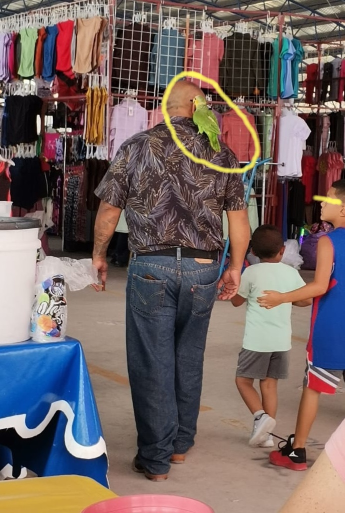 NewsSanmiguel's tweet photo. #PASEANTE.- Y como es domingo familiar, esta familia decidió hacerlo literal, con todos sus integrantes, incluyendo el #lorito que salió con todos a "cotorrear" al tianguis de los domingos. 

#SanMigueldeAllende https://t.co/xsjBlLg4TZ