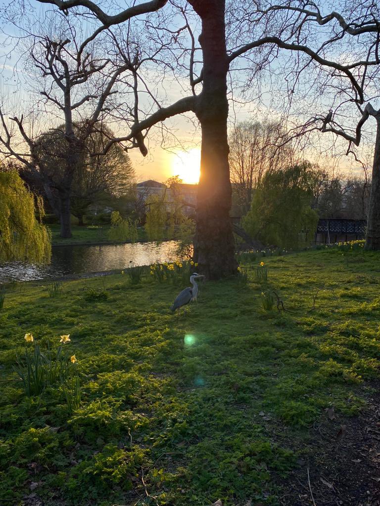 Heron.