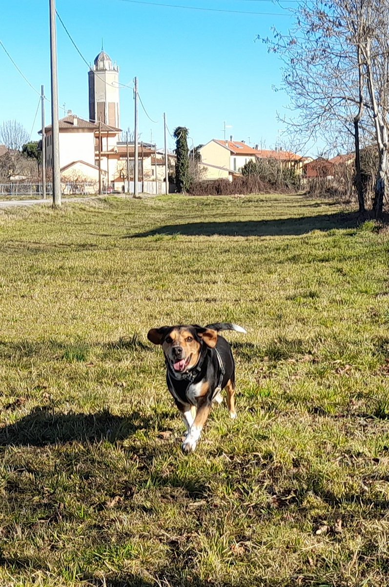 Alessan67153720's tweet image. Happy Easter 🕊 🐶 #beaglefreedomproject #HappyEaster2023