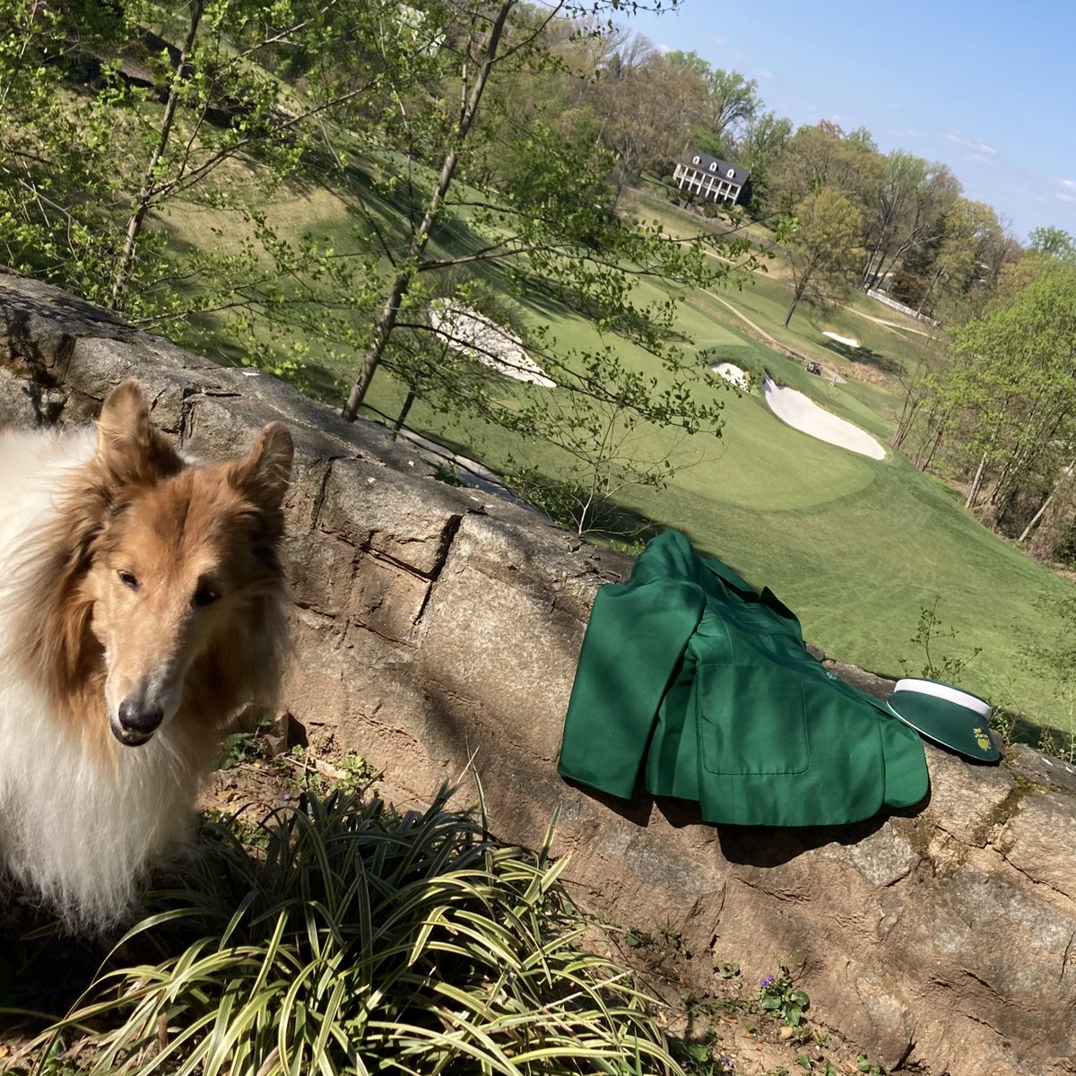CollieCrusader's tweet photo. ⛳️  Sporting my #GreenJacket after my big golf ⛳️ tournament win! 🏆
⛳️ 🏌️‍♂️ 

#TheMasters #intheruff #inthesandtrap #golfmajor #golfcourse #golf #fore #golftournament #ruffday #roughcollie https://t.co/kvc9g1Lzby