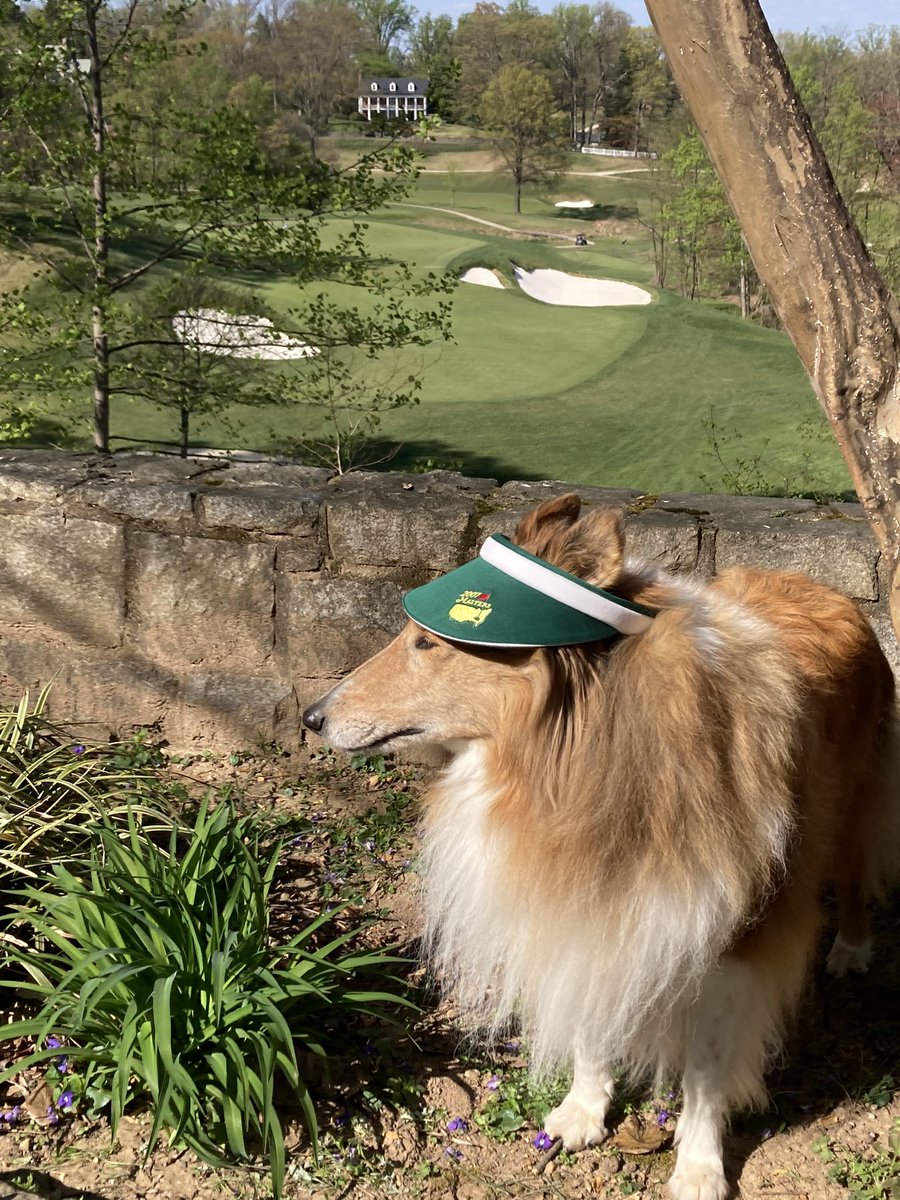 ⛳️  Sporting my #GreenJacket after my big golf ⛳️ tournament win! 🏆
⛳️ 🏌️‍♂️ 

#TheMasters #intheruff #inthesandtrap #golfmajor #golfcourse #golf #fore #golftournament #ruffday #roughcollie