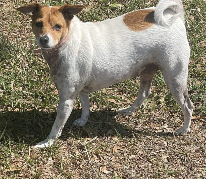 Have you met Mugzy  🐶 Mugzy is NOT at our shelter but we are working with her current family to find her a new home. Ready to add another one to the family? To learn more about Mugzy or see how you can adopt her, click this link - home-home.org/pet/662022/mug…