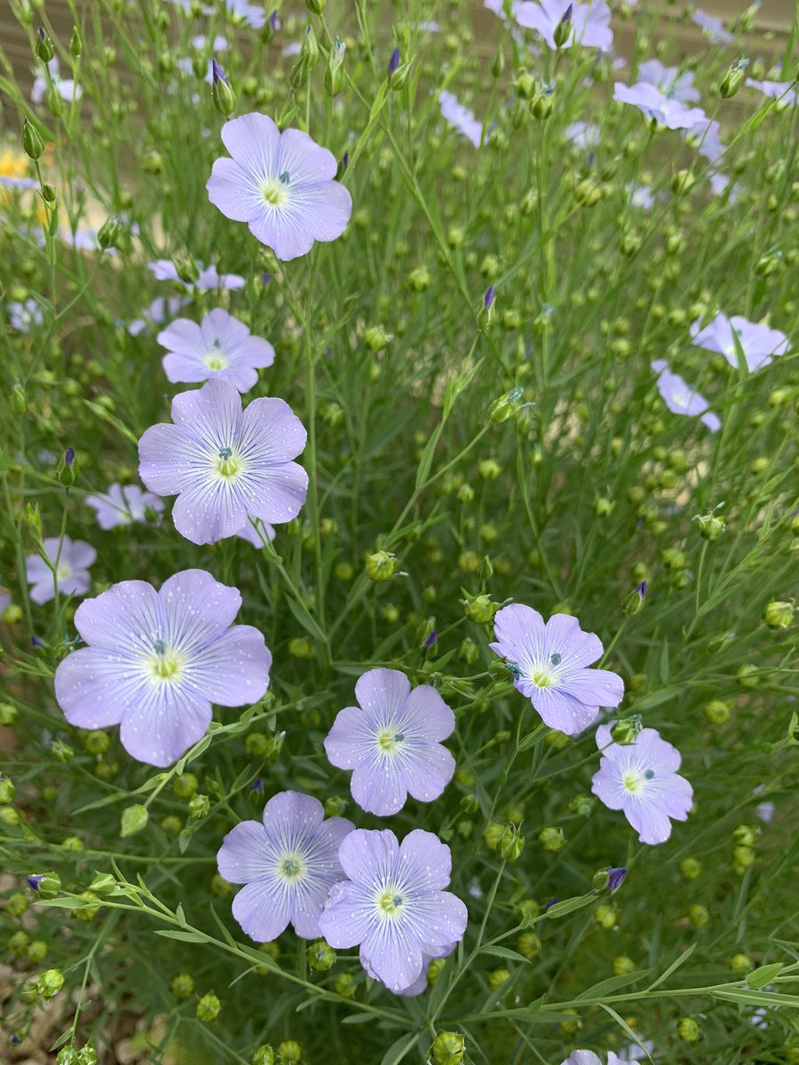 qbYkkCURVG2962's tweet image. #花のある暮らし

ひらいたね😃

おはようございます。

#アマ