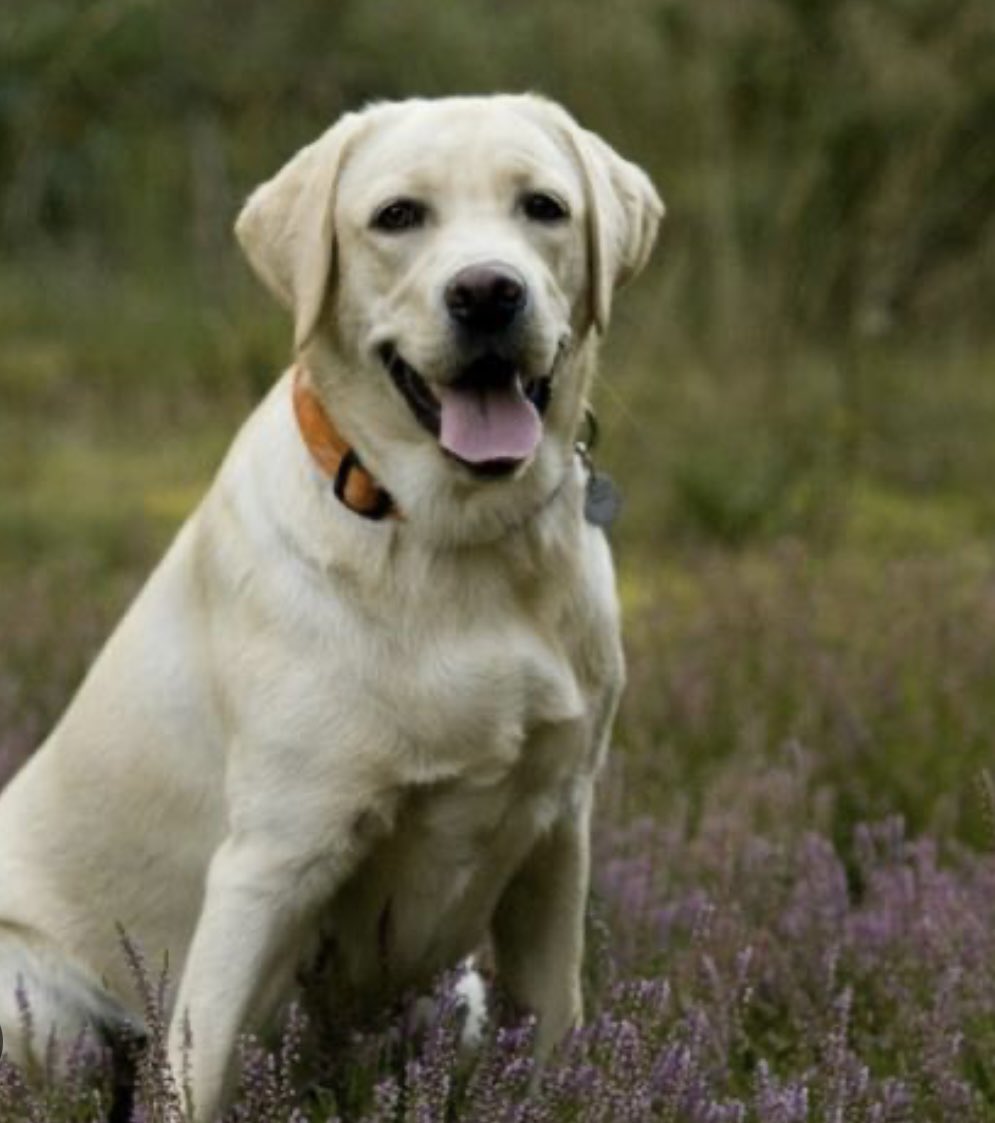 Dog breed profile. The labrador retriever is another medium to large sized dog with a lot of personality. Originally bred as a hunter retriever. These dogs make magnificent hunters. There is a reason why there the most popular dog breed, there extremely loving dogs! #dogs