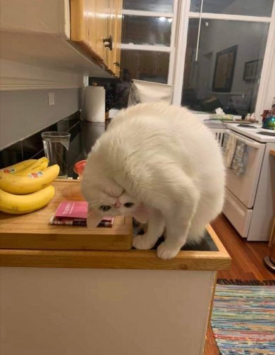 Why you should have a cat tweet media