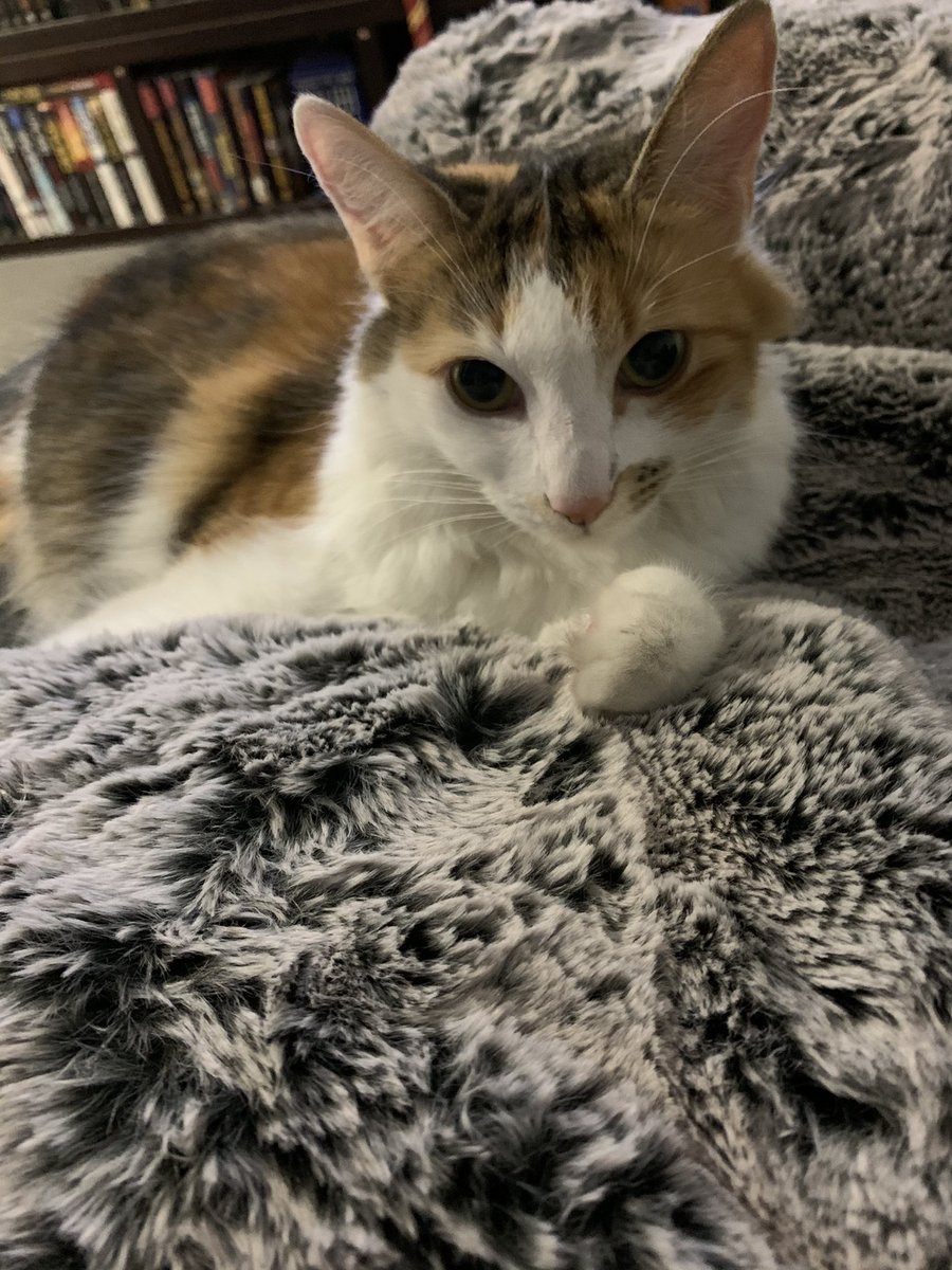 KatSmithski's tweet photo. @papurrcats https://t.co/rc9fbdgQYp
