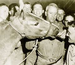 Extrastiv's tweet photo. Sergeant Reckless, was a mare and a member of the U.S Marine Corps who served in the Korean War and carried ammunition to troops under fire. She was awarded two Purple Hearts for her service.
Died in 1968 at age 20.
#DoMoreWithMTNData Talented Peter Drury #animalfacts #history https://t.co/pW237I8uu7