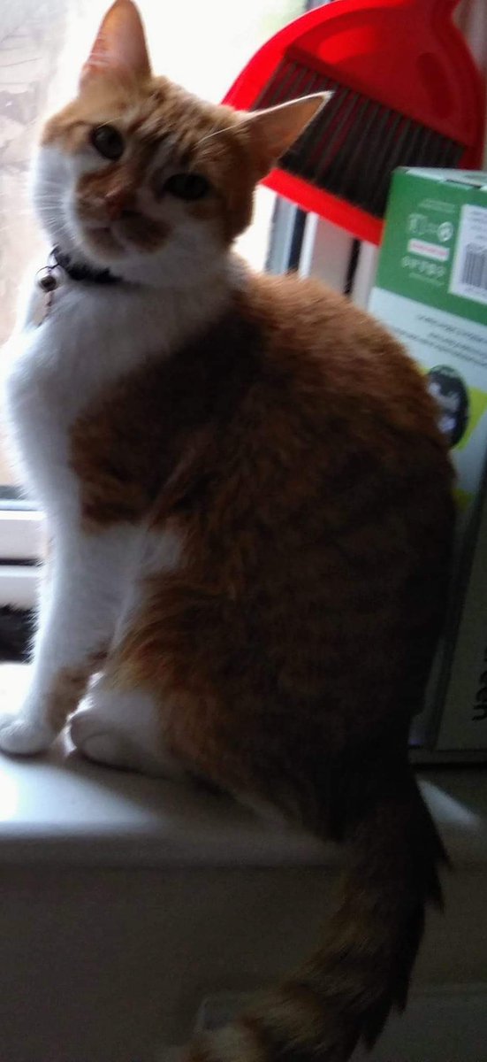 Rescue Pumpkin (@roberts_hull) on Twitter photo MISSING 10 WEEKS FROM HULL UK since Jan 29
Pumpkin 8 years old
Neutered and chipped
Was wearing blue reflective collar
07782 660 481 with info.
Reward
#PleaseRT
#CatsofTwittter #hull #Gingercat <a href="/hulllive/">Hull Live</a> <a href="/JaneFallon/">Jane Fallon</a> <a href="/rickygervais/">Ricky Gervais</a> please help if you can 💔💔💔 MISSING 10 WEEKS FROM HULL UK since Jan 29
Pumpkin 8 years old
Neutered and chipped
Was wearing blue reflective collar
07782 660 481 with info.
Reward
#PleaseRT
#CatsofTwittter #hull #Gingercat <a href="/hulllive/">Hull Live</a> <a href="/JaneFallon/">Jane Fallon</a> <a href="/rickygervais/">Ricky Gervais</a> please help if you can 💔💔💔