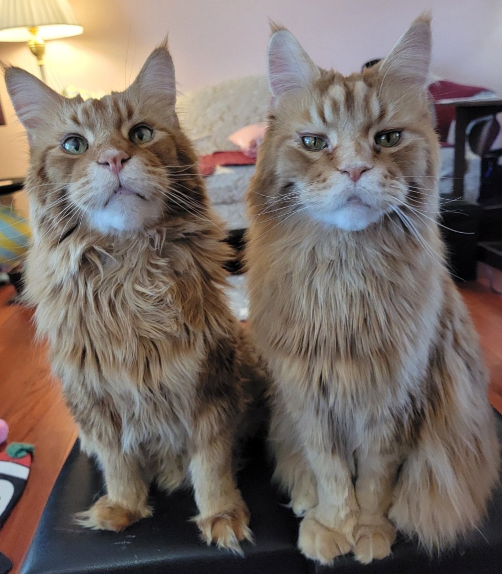 Dandy O'Lion and Duncan MacMouser