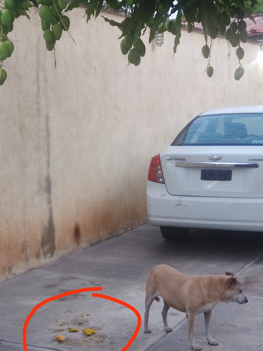 Me volvieron a ganar con el mango 🥭. Ahora fue La Flaquita 🤣.