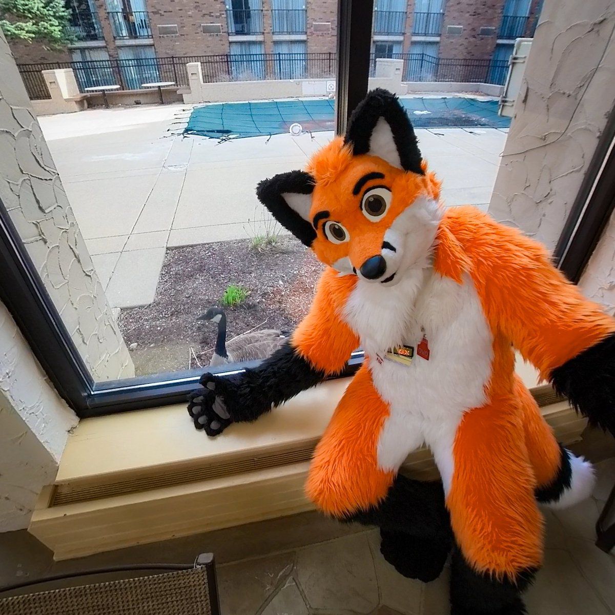 Pi Fox (@pithefox) on Twitter photo No weekend at <a href="/FurSquared/">RenFur² at FurSquared</a> is complete without a selfie with the #FurSquaredGoose!
#fursquared2023 No weekend at <a href="/FurSquared/">RenFur² at FurSquared</a> is complete without a selfie with the #FurSquaredGoose!
#fursquared2023