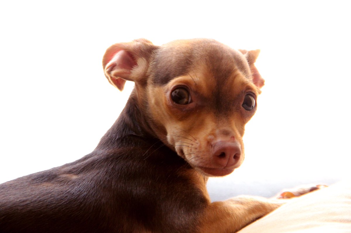 andres_serrano's tweet photo. #DiarioDeUnFotógrafo #Kore #instaanimal #Canon #canon60d #photo #photography #photographer #photography #chihuahua #dog #dogstyle #asphotodigital #podercanino https://t.co/S9X8c4JUYv
