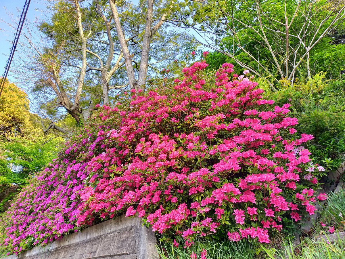 《朝散歩風景》

つつじ咲いてきてます@福岡北部 https://t.co/JvsL0LY99v