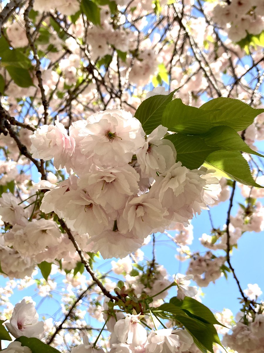 haibok1's tweet photo. 八重桜下へ下へと落つひかり

 #kigo #jhaiku 

昨日お花見してきました😊 https://t.co/3K13fQFQYy