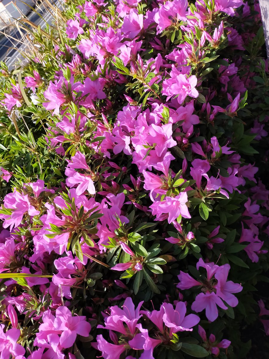 《朝散歩風景》

つつじ咲いてきてます@福岡北部 https://t.co/JvsL0LY99v