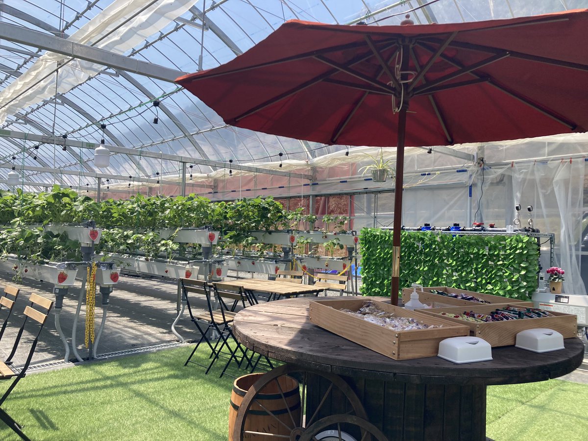 いちご狩り行ってきたよ〜🍓