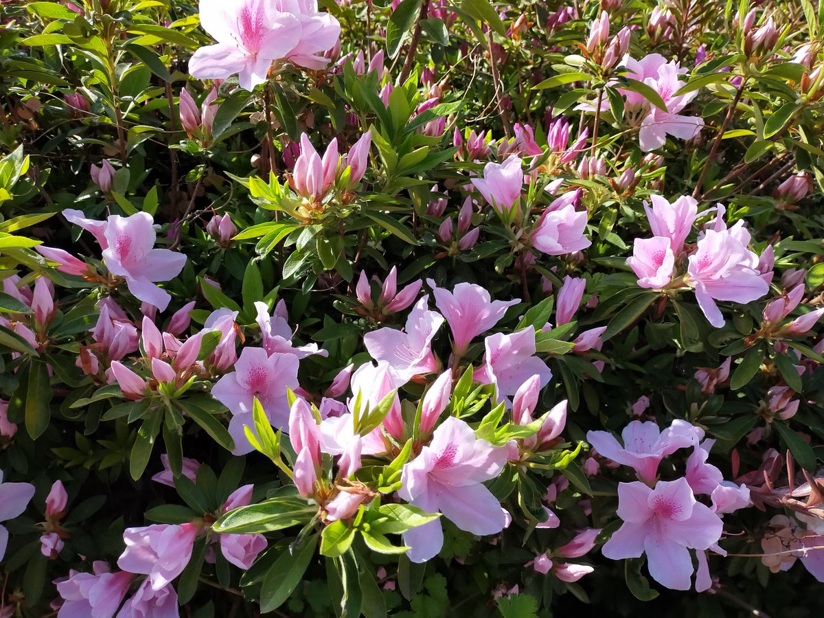 《朝散歩風景》

つつじ咲いてきてます@福岡北部 https://t.co/JvsL0LY99v