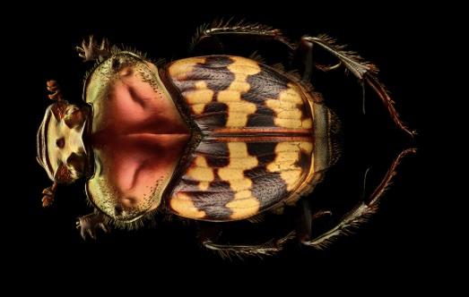 RadJoyHardTimes's tweet photo. For this week's gathering of Earth Hospice Rites, we focused on the mysterious world of insects—along with our recognition of all they contribute to life on Earth and all the problems some of them bring.
https://t.co/J4P87drCnY https://t.co/8pJ6QRvLWs