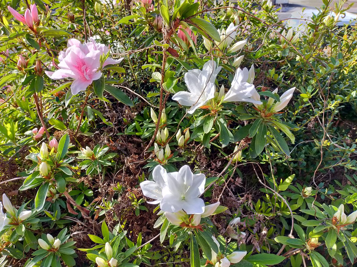 《朝散歩風景》

つつじ咲いてきてます@福岡北部 https://t.co/JvsL0LY99v