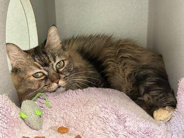 THERE ARE 24 ANIMALS (8 CATS &amp; 16 DOGS) AT RISK FOR TUESDAY 4/11/23 DEADLINE IS NOON. PLEASE SHARE, FOSTER, ADOPT, TAG FRIENDS, POST TO SOCIAL MEDIA SITES, PLEDGE TO HELP SAVE THEIR LIVES. NEW PHOTOS newhope.shelterbuddy.com/animal/list