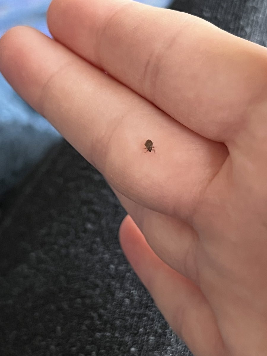 crookedcourses's tweet photo. what kind of bug is this? #bugquestion https://t.co/Bnn6OKTrne