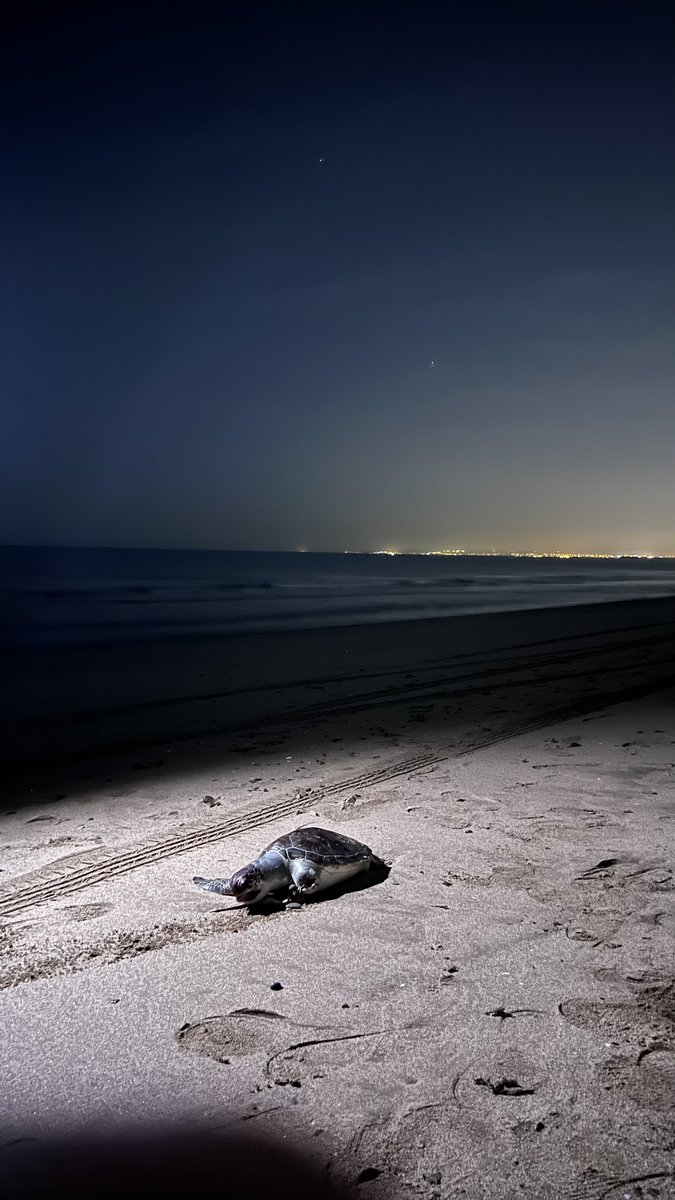 هايلايت اليوم… سلحفاء.