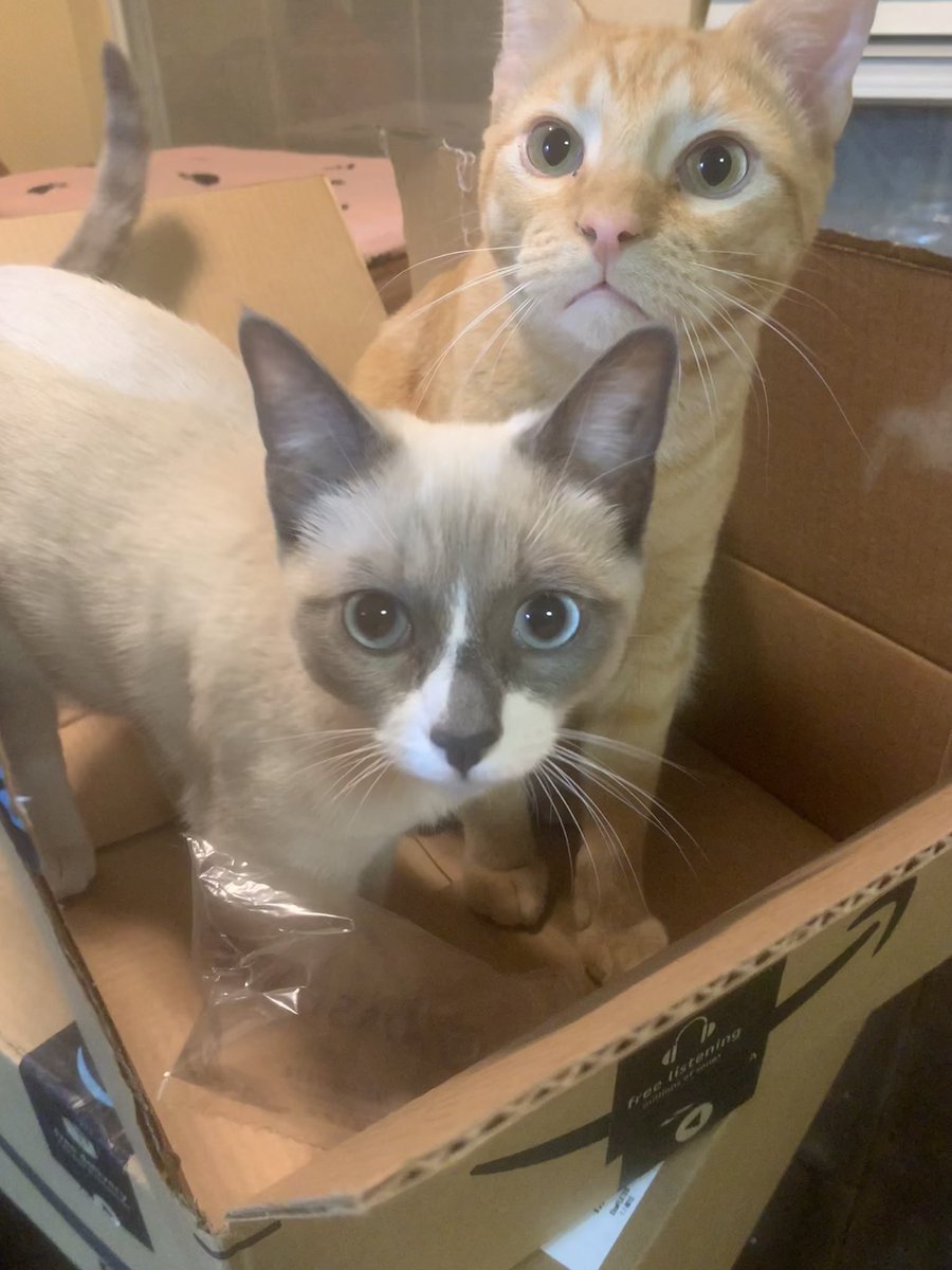 Happy #catboxsunday!!!