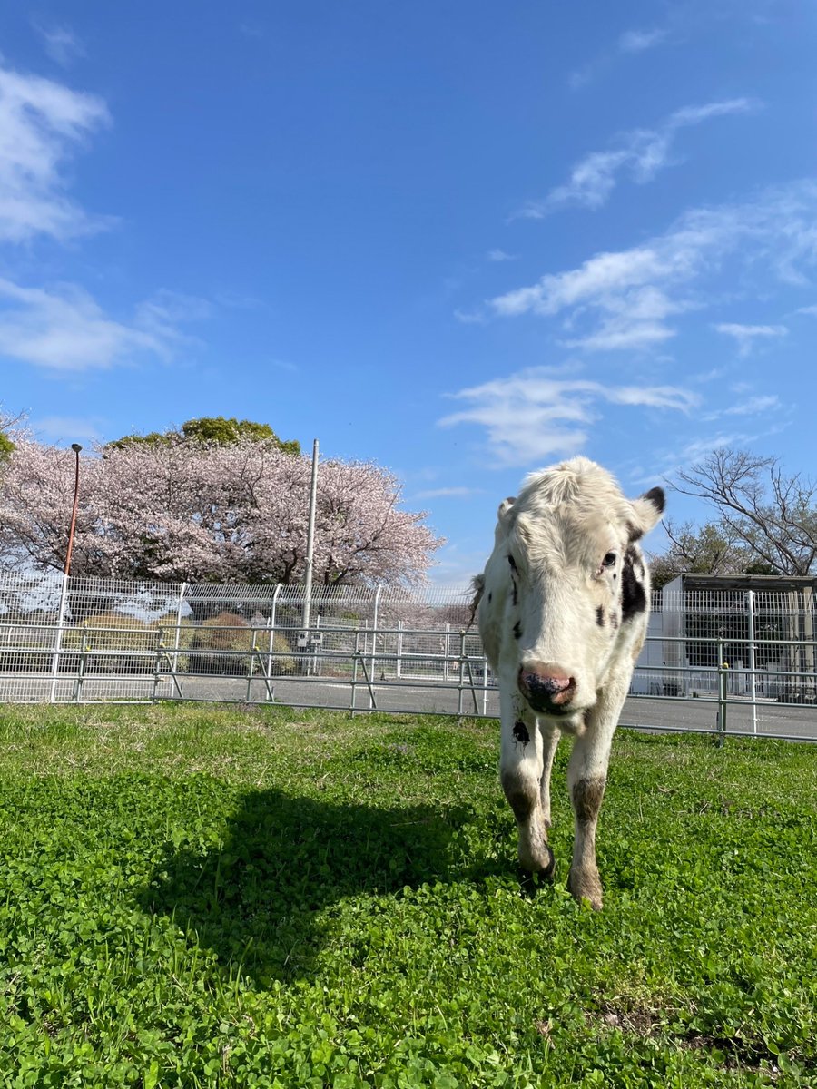 ushihiki_'s tweet photo. 新入生の皆さんご入学おめでとうございます🌸
今日4月10日から4月14日までの5日間、新入生歓迎会を行います！
1号館と図書館の間の道で行う予定です💪
牛が好き、大きい動物に関わってみたい、少しでも興味あるって方はぜひ来てください！🐮
お待ちしております！！ https://t.co/a3HbaVKjuI