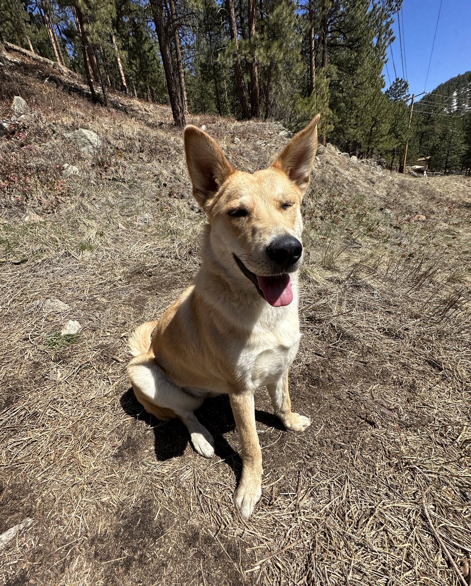 Kai likes the sun too 🐶