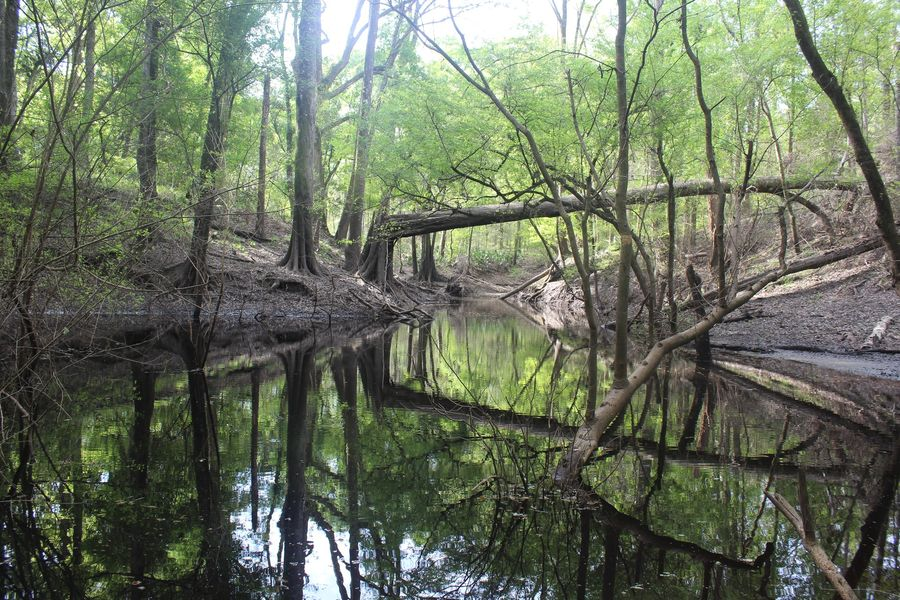 TravelYour_Way's tweet photo. The Dead River: The seventh Florida State Geological Site at Jennings Bluff Tract
Read here : https://t.co/R6oJKLfOk8
#DeadRiver https://t.co/mcw3JSnklN