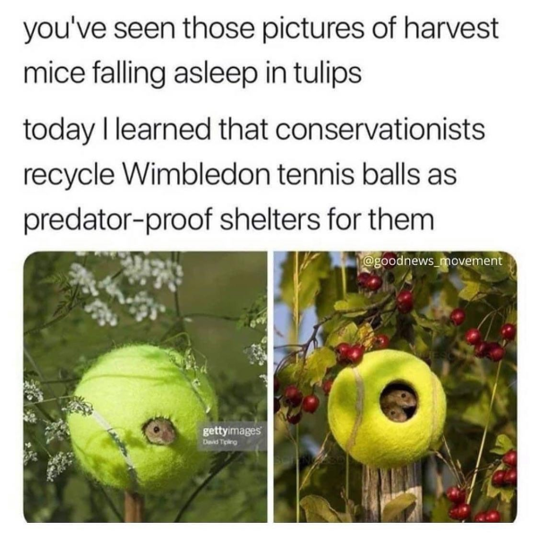 WholesomeMeme's tweet photo. https://t.co/r1V16lAMGl